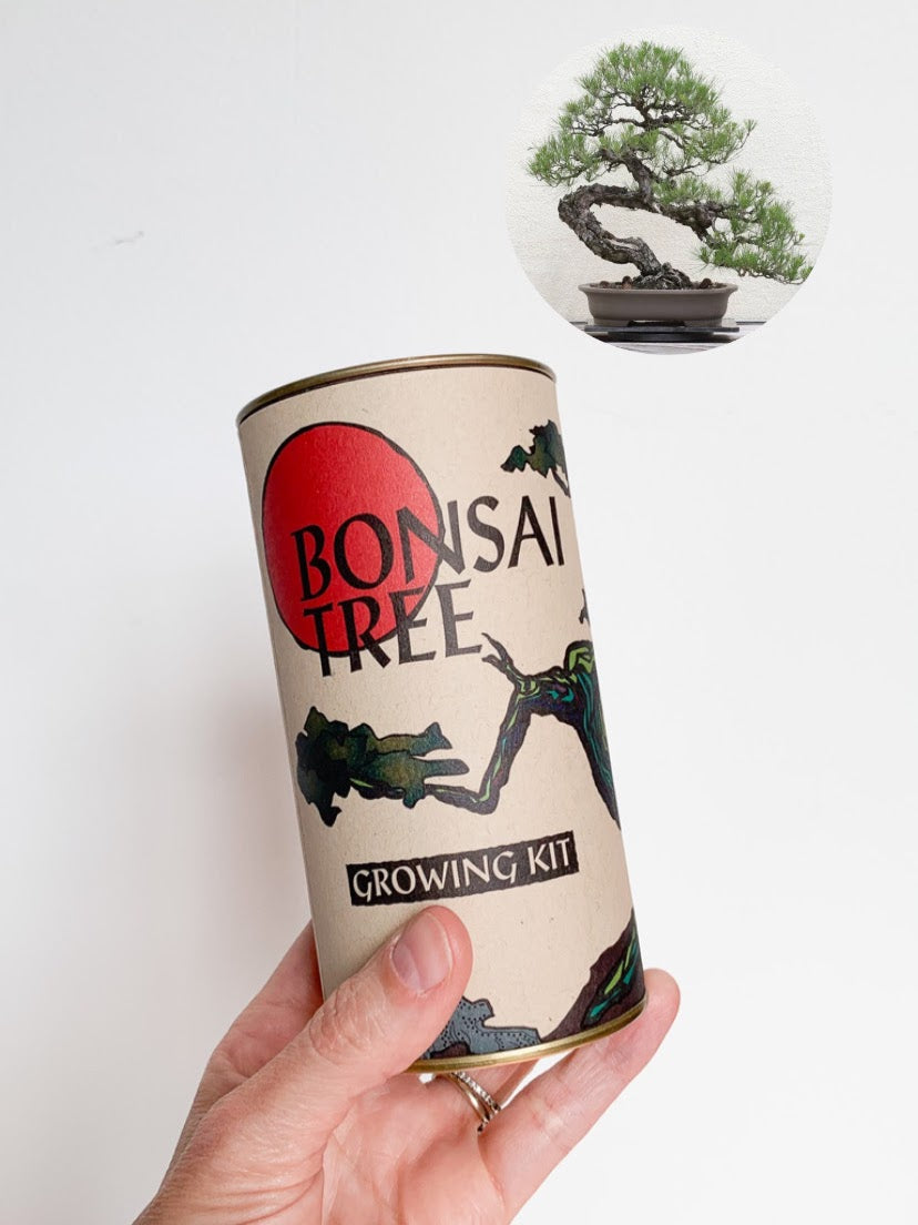 japanese black pine bonsai tree kit Bonsai Tree | Seed Grow Kit - Japanese Black Pine - No. HG 142 – Velvet & Shag Home