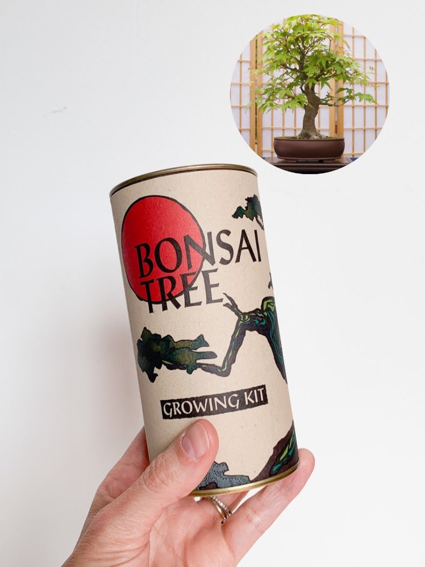 grow bonsai tree kit Bonsai Tree | Seed Grow Kit - Japanese Maple - No. HG 143 – Velvet & Shag Home