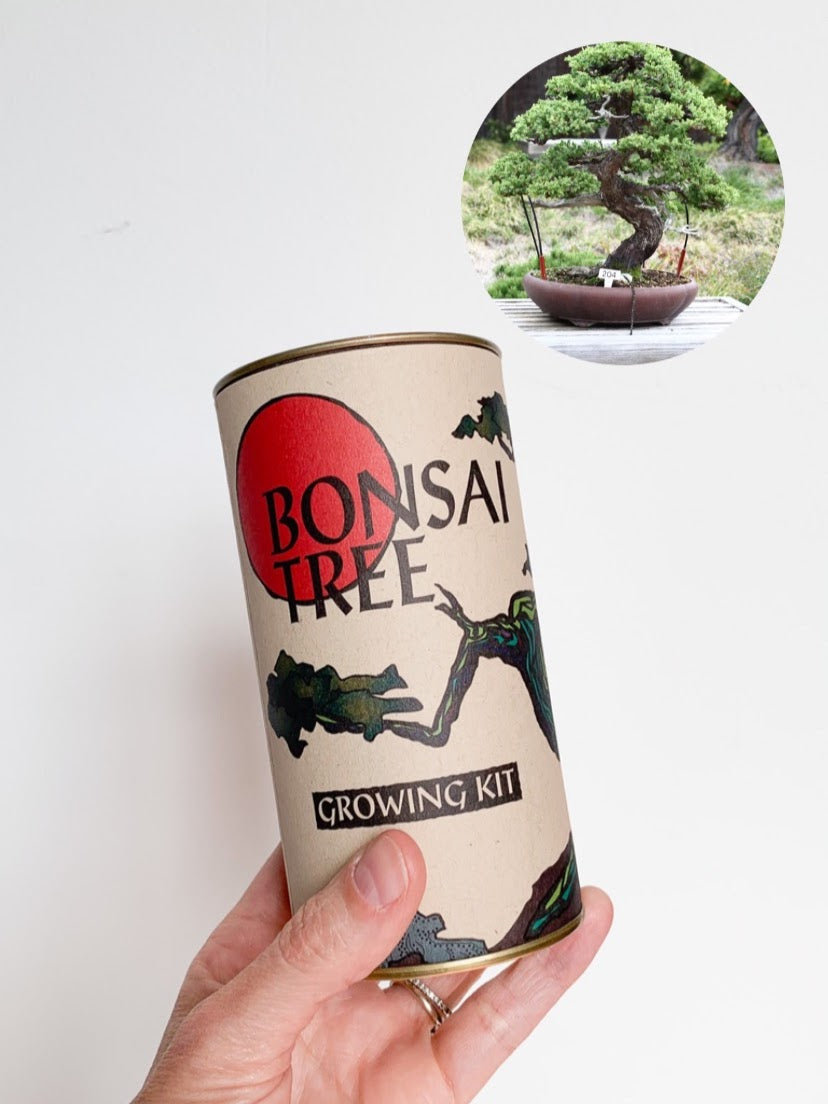 bonsai tree growing kit jonsteen company Bonsai Tree | Seed Grow Kit - Chinese Juniper - No. HG 140 – Velvet & Shag Home