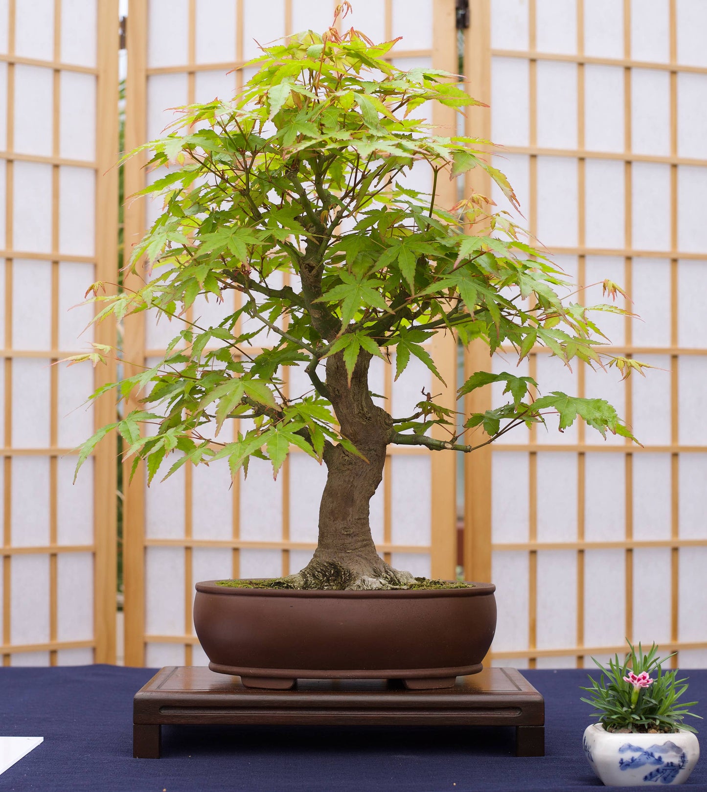 Bonsai Tree | Seed Grow Kit - Japanese Maple - No. HG 143