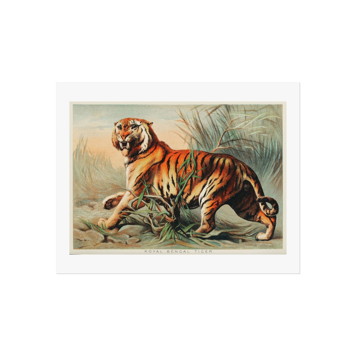 Royal Bengal Tiger Giclée Print