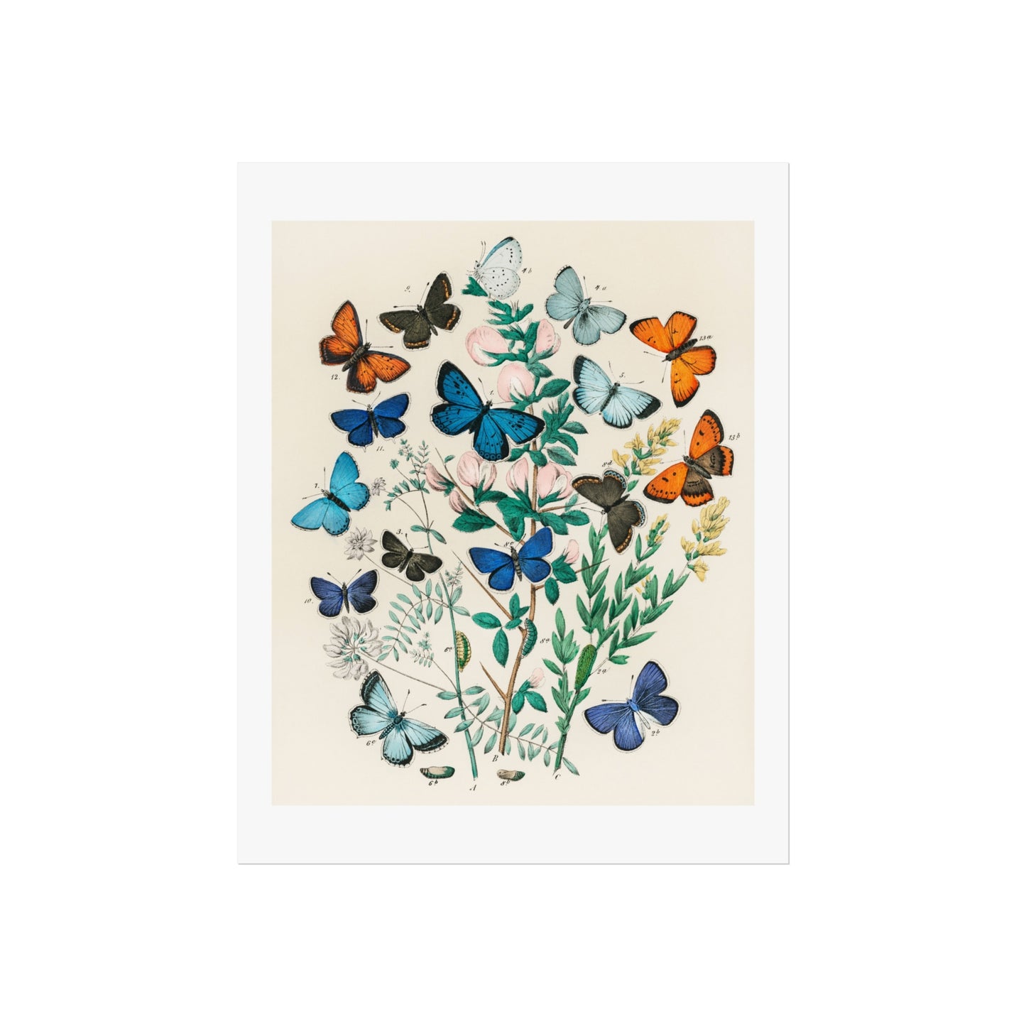 Butterflies and Moths Giclée Print