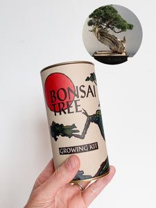 Bonsai Tree | Seed Grow Kit - Rocky Mountain Juniper - No. HG 139