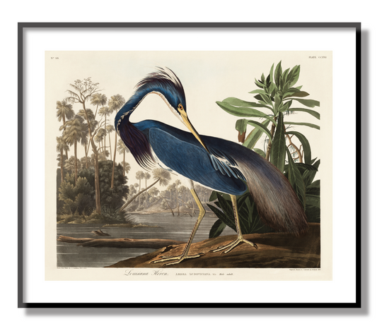 Louisiana Heron Giclée Print