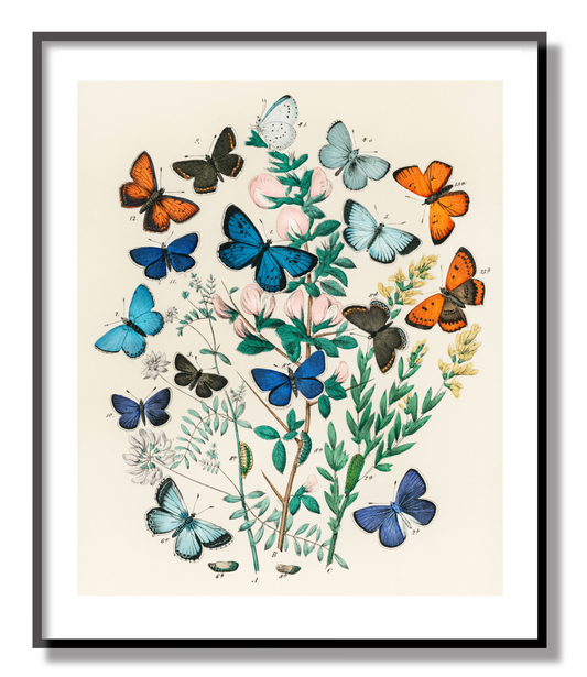 Butterflies and Moths Giclée Print