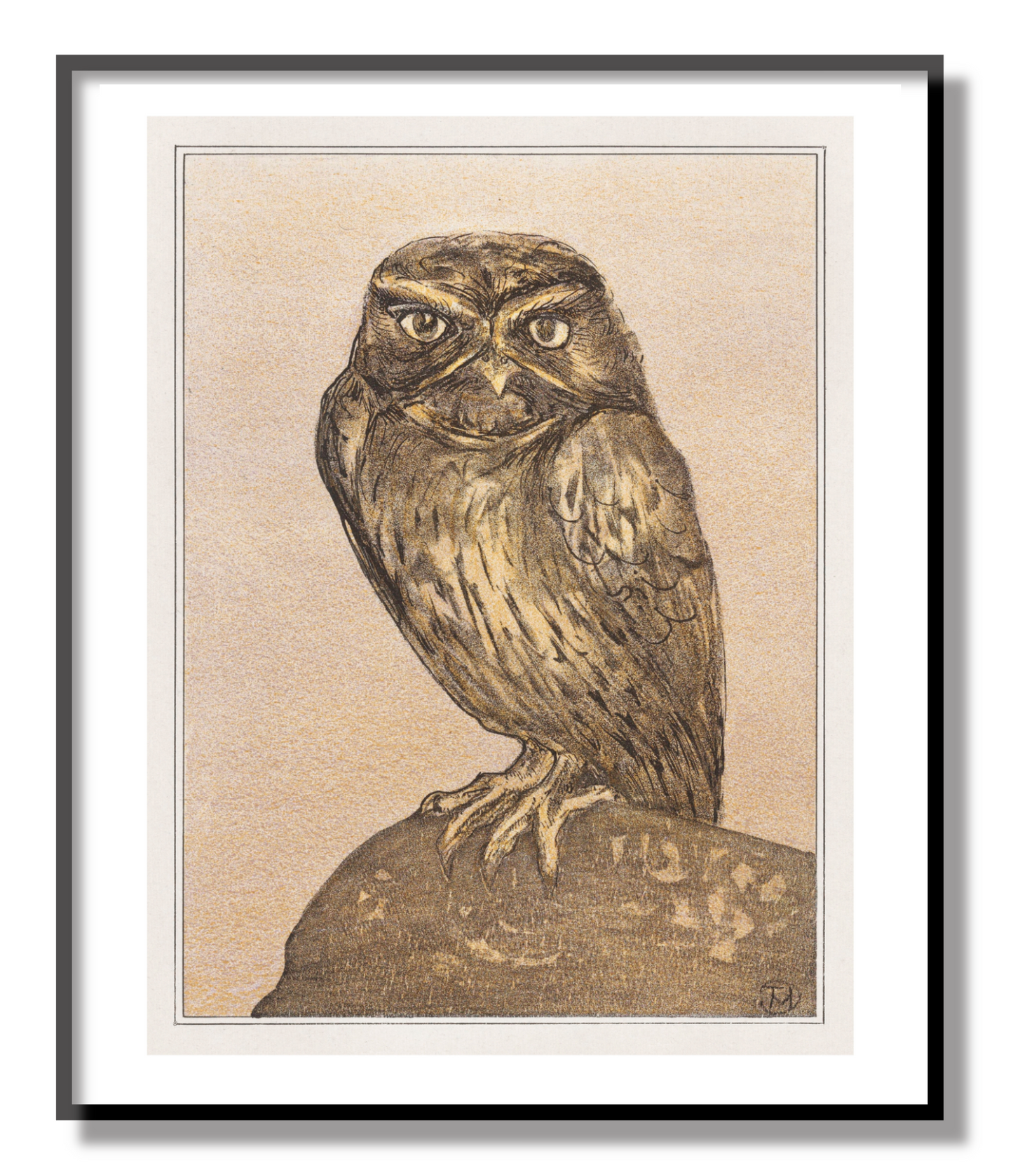 Little Owl on Rock Giclée Print