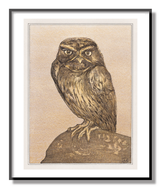 Little Owl on Rock Giclée Print