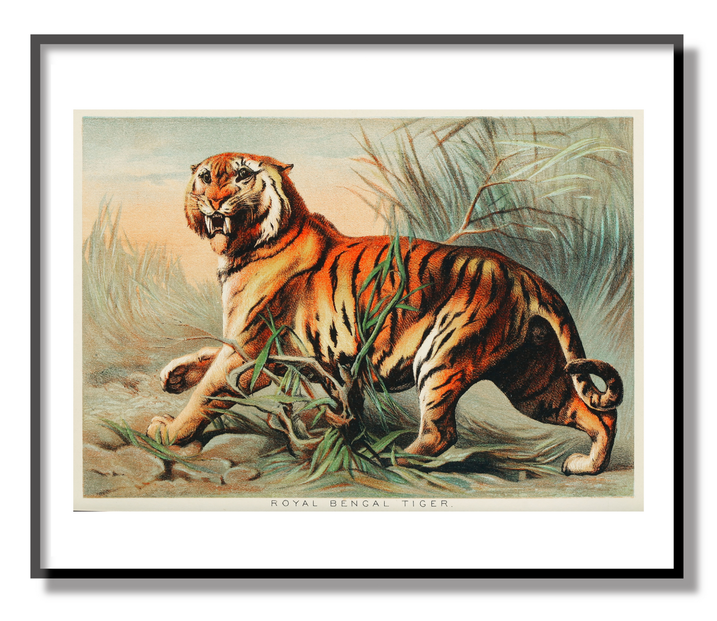 Royal Bengal Tiger Giclée Print