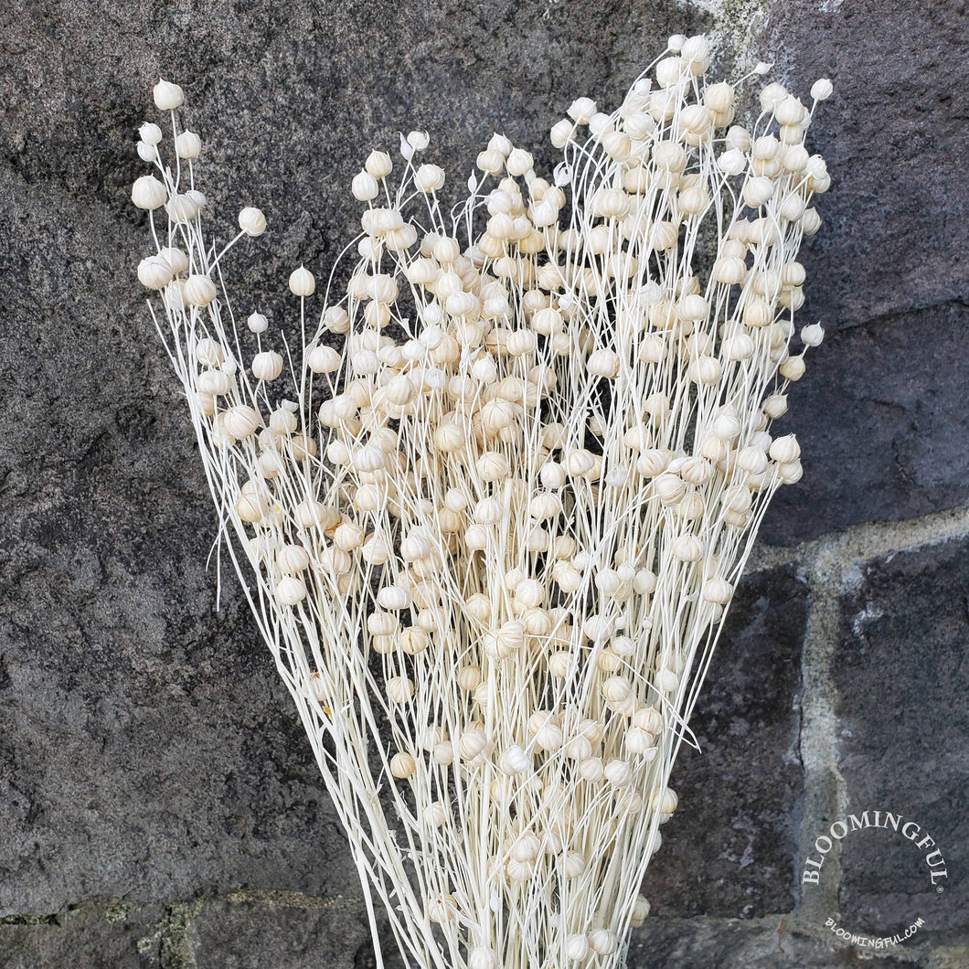 Flax Linum Flowers - White, Ivory (016)