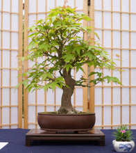 Load image into Gallery viewer, Bonsai Tree | Seed Grow Kit - Japanese Maple - No. HG 143
