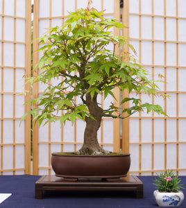Bonsai Tree | Seed Grow Kit - Japanese Maple - No. HG 143