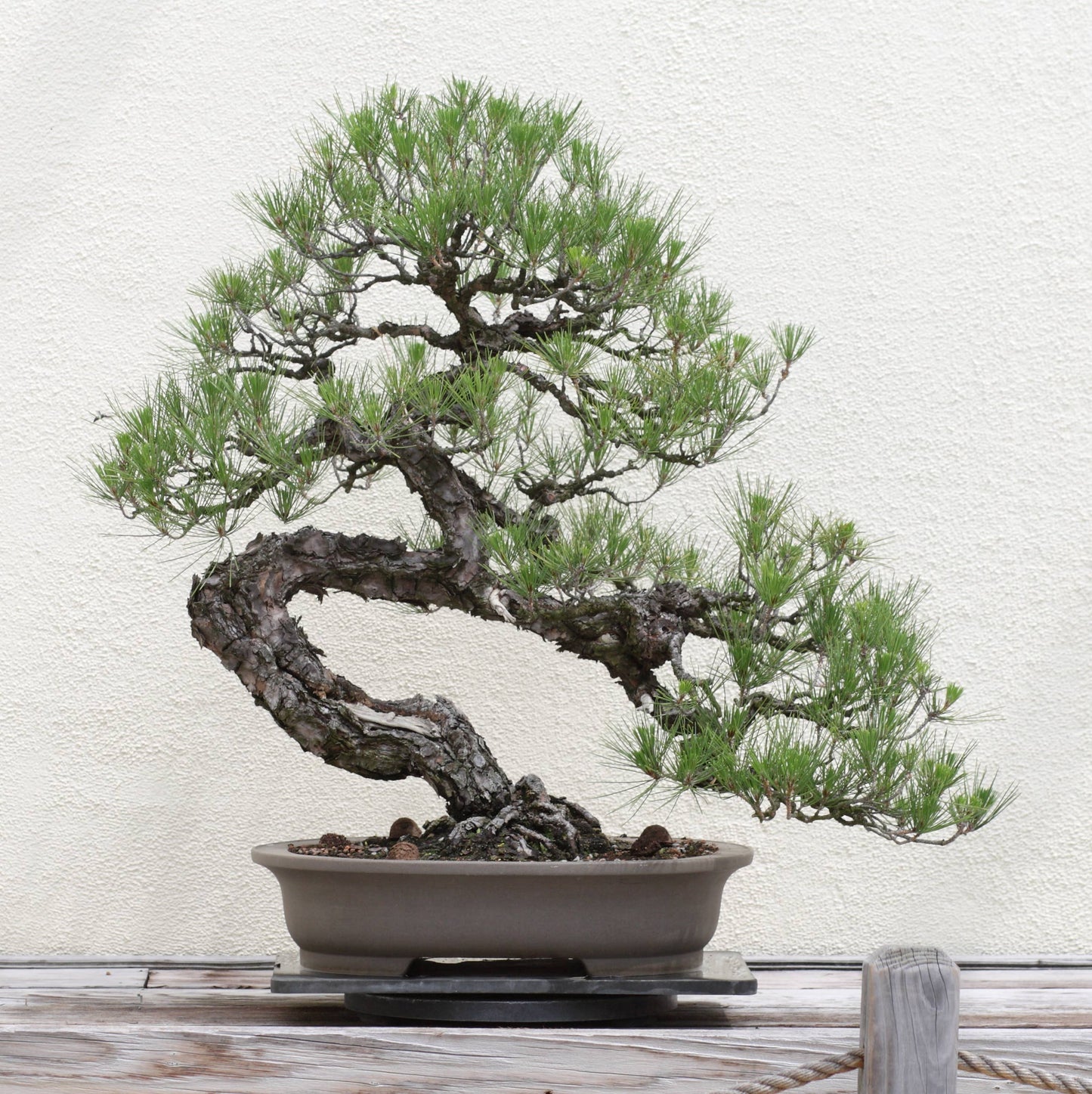 Bonsai Tree | Seed Grow Kit - Japanese Black Pine - No. HG 142