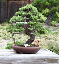 Load image into Gallery viewer, Bonsai Tree | Seed Grow Kit - Chinese Juniper - No. HG 140
