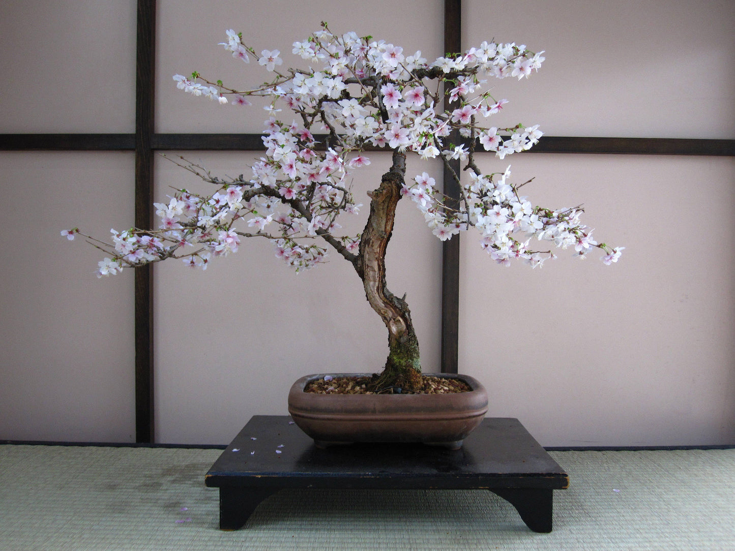 Bonsai Tree | Seed Grow Kit - Cherry Blossom - No. HG 141