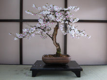 Load image into Gallery viewer, Bonsai Tree | Seed Grow Kit - Cherry Blossom - No. HG 141
