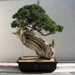 Bonsai Tree | Seed Grow Kit - Rocky Mountain Juniper - No. HG 139