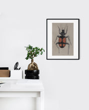 Load image into Gallery viewer, Red Cross Beetle Colored Pencil Drawing Print
