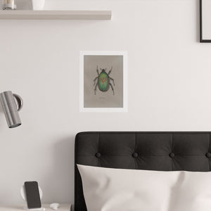 Junebug Beetle Colored Pencil Drawing Print