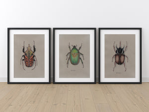 Rhinoceros Beetle Colored Pencil Drawing Print