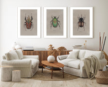Load image into Gallery viewer, Rhinoceros Beetle Colored Pencil Drawing Print
