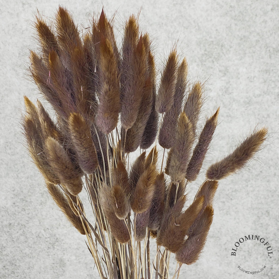 Dried Bunny Tails, 50-60stems - Chocolate Brown (031)