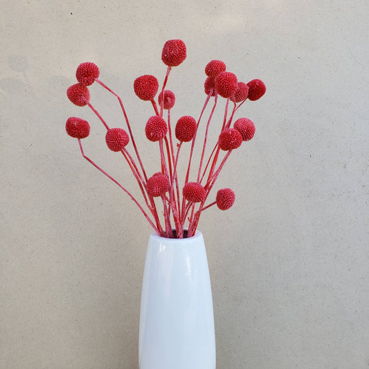Craspedia 18-20st, Preserved-Dried Billy Ball Flowers (002)