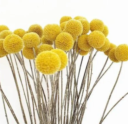 Dried Craspedia 10stems, Billy Ball Flowers - Yellow
