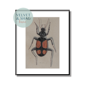 Red Cross Beetle Colored Pencil Drawing Print