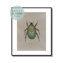 Load image into Gallery viewer, Junebug Beetle Colored Pencil Drawing Print
