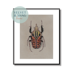 Goliath Beetle Colored Pencil Drawing Print